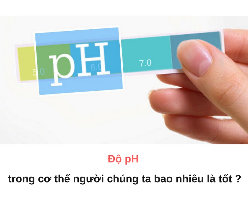 Độ pH trong cơ thể người được hiểu là chỉ số để đo hoạt động của ion H+ bên trong dung dịch